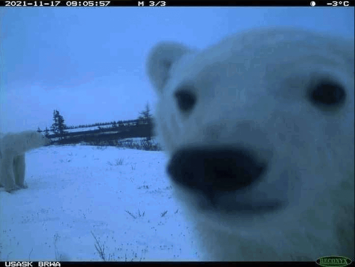 bear