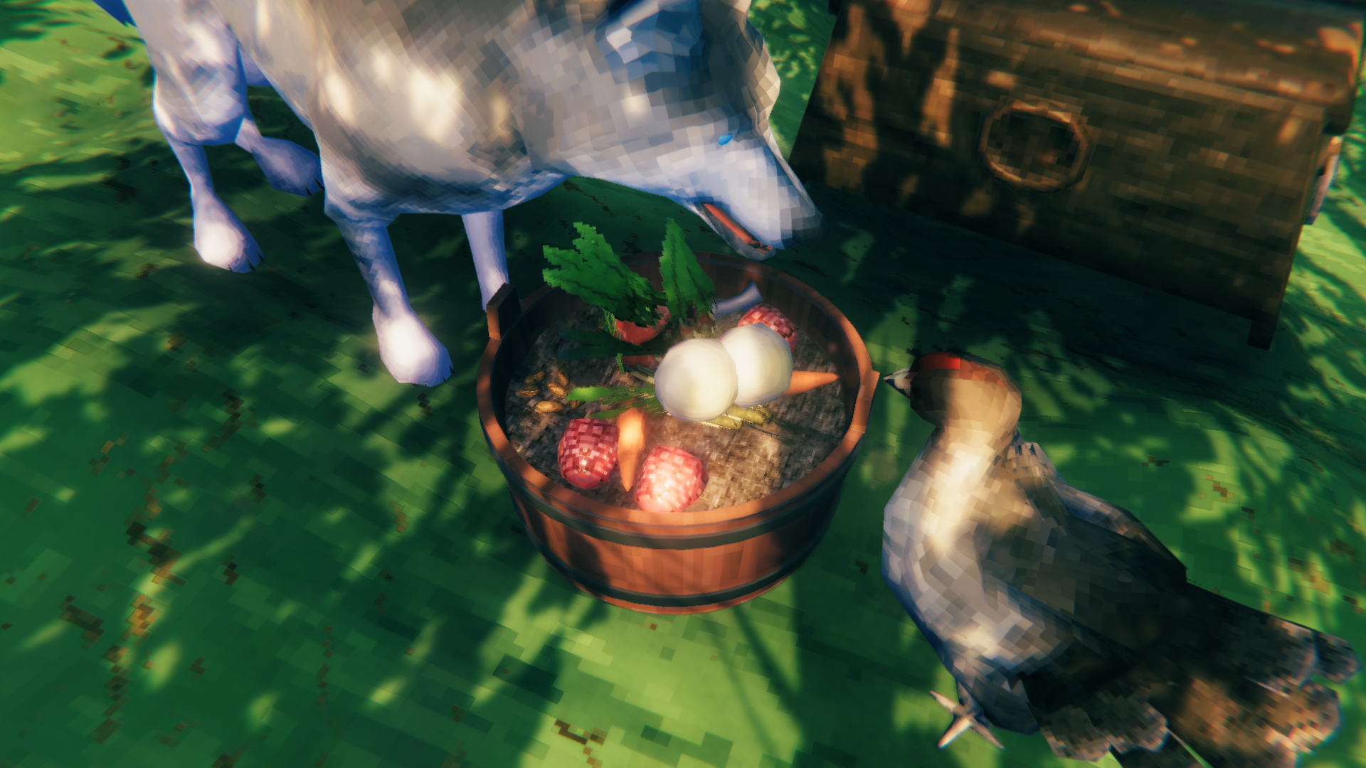 A tamed wolf and a hen at a hooped feeding tub full of food