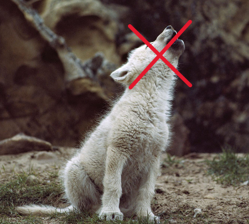 wolfcub-no-howl